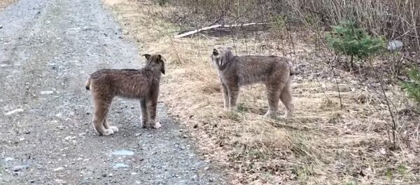 Дикие рыси орут друг на друга почти по-человечески — поразительное видео - Sputnik Кыргызстан