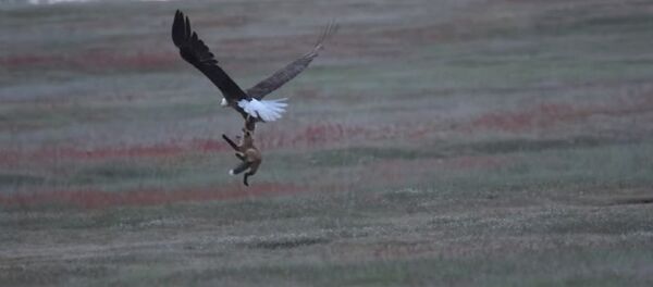 Бүркүт менен түлкүнүн олжо талашкан кармашы. Видео - Sputnik Кыргызстан