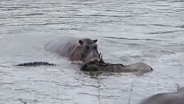 Бегемоты спасли антилопу гну от крокодила — видео из ЮАР - Sputnik Кыргызстан
