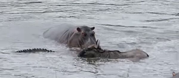 Бегемоты спасли антилопу гну от крокодила — видео из ЮАР - Sputnik Кыргызстан