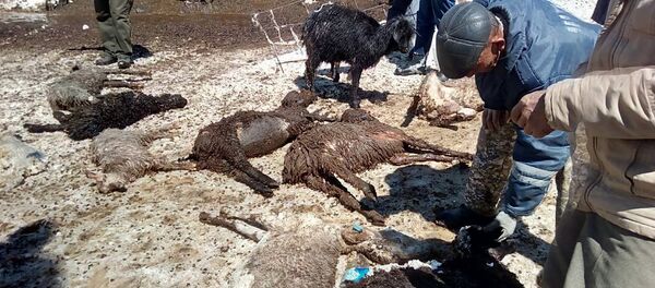 Калың кардын кесепетинен Ысык-Көл районундагы кыштоодо 112 кой жана бир уй өлгөнүн ӨКМдин маалымат кызматынан кабарлашты - Sputnik Кыргызстан