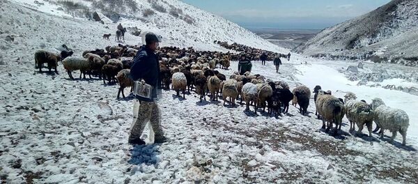Падеж скота в двух селах Нарынской и Иссык-Кульской областей в результате заморозка - Sputnik Кыргызстан
