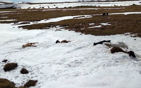 Из-за снегопада 24 мая в Иссык-Кульской области пали сотни овец и другой скот - Sputnik Кыргызстан