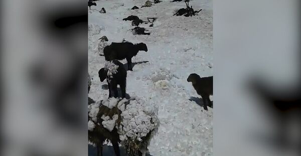 Овцы замерзали на ходу, а лошади срывались со скал — видео с пастбищ КР Овцы замерзали на ходу, а лошади срывались со скал — видео с пастбищ КР - Sputnik Кыргызстан