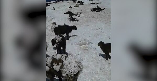 Нарын менен Көлдөгү жут. Тоңгон койлор менен аскадан кулаган жылкылардын видеосу - Sputnik Кыргызстан