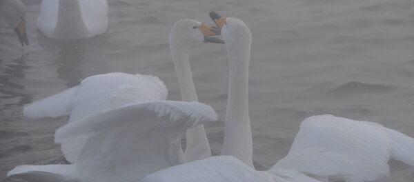 Государственный природный комплекс заказника Лебединый в Алтайском крае - Sputnik Кыргызстан