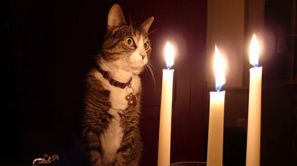 Кот сидит у свечей во время отключения света. Архивное фото  - Sputnik Кыргызстан