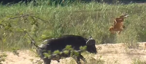 От удара буйвола львенок перевернулся в воздухе несколько раз. Видео - Sputnik Кыргызстан