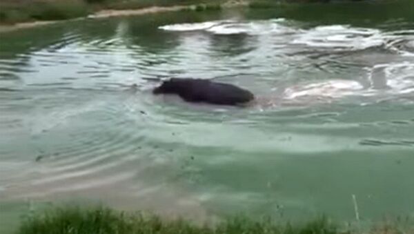 Бегемот навел на гиеновых собак антилопу, направив ее на берег — видео - Sputnik Кыргызстан