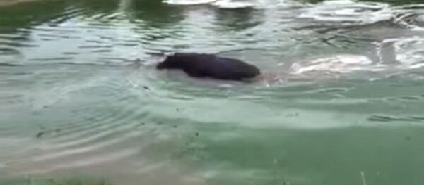 Бегемот навел на гиеновых собак антилопу, направив ее на берег — видео - Sputnik Кыргызстан