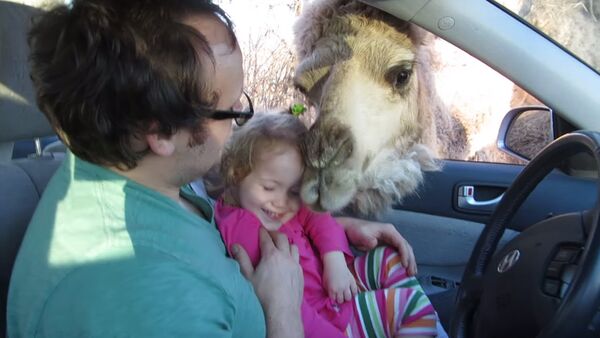 Веселое видео чуть не закончилось плачевно — о верблюде и маленькой девочке - Sputnik Кыргызстан