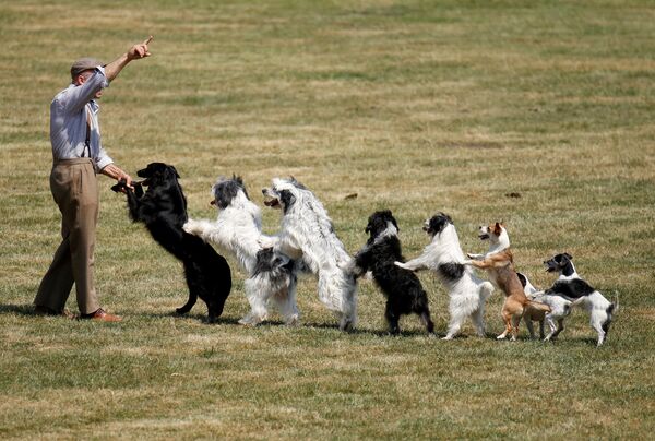 Дрессировщик собак в городе Дюльмен - Sputnik Кыргызстан