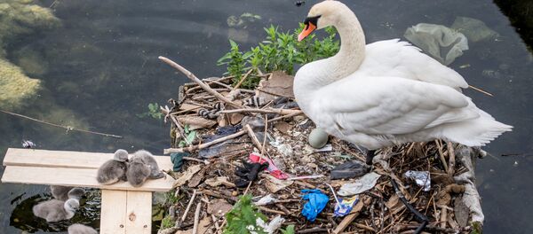 Загрязнение экологии в Дании - Sputnik Кыргызстан