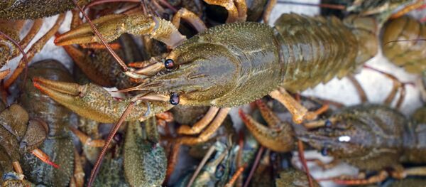 Раки. Архивное фото - Sputnik Кыргызстан