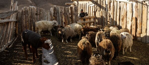 Кош-Агачский район Республики Алтай - Sputnik Кыргызстан