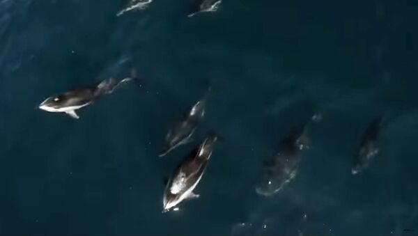Полторы тысячи приставших к горбатому киту дельфинов сняли на видео - Sputnik Кыргызстан