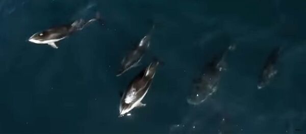 Полторы тысячи приставших к горбатому киту дельфинов сняли на видео - Sputnik Кыргызстан