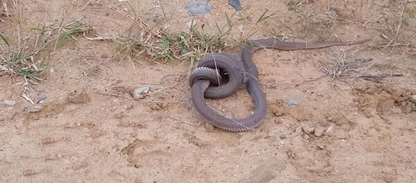 Сеть шокировало видео ожесточенной схватки двух кобр - Sputnik Кыргызстан