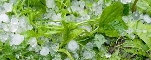 Мөндүр. Архив Мөндүр. Архив - Sputnik Кыргызстан