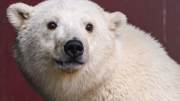 Белого медвежонка из Якутии привезли в зоопитомник Московского зоопарка - Sputnik Кыргызстан