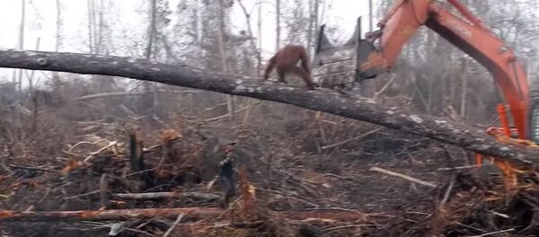 Разъяренный орангутан сразился с бульдозером, спасая свой лес. Видео - Sputnik Кыргызстан