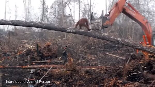 Разъяренный орангутан сразился с бульдозером, спасая свой лес. Видео - Sputnik Кыргызстан