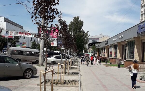 На муниципальном предприятии Зеленхоз подтвердили, что растения стоимостью от 4,5 до 9 тысяч сомов стали засыхать. - Sputnik Кыргызстан