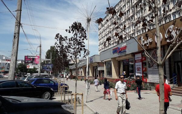 В столице возле здания магазина Тысяча мелочей по проспекту Чуй засохли саженцы - Sputnik Кыргызстан