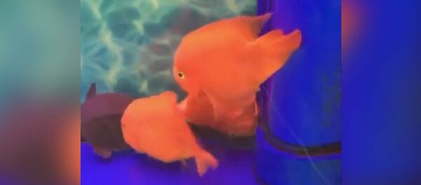 Рыбка отбила атаку черепахи, пытаясь спасти умирающего сородича. Видео - Sputnik Кыргызстан