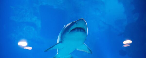 Акула. Архивное фото - Sputnik Кыргызстан