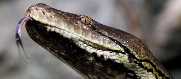 Питон. Архивное фото - Sputnik Кыргызстан