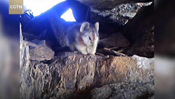 Впервые на видео попал волшебный кролик. Уникальные кадры - Sputnik Кыргызстан