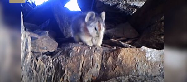 Впервые на видео попал волшебный кролик. Уникальные кадры - Sputnik Кыргызстан