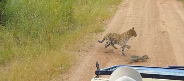 Хлестал хвостом — схватку леопарда и варана сняли на видео - Sputnik Кыргызстан