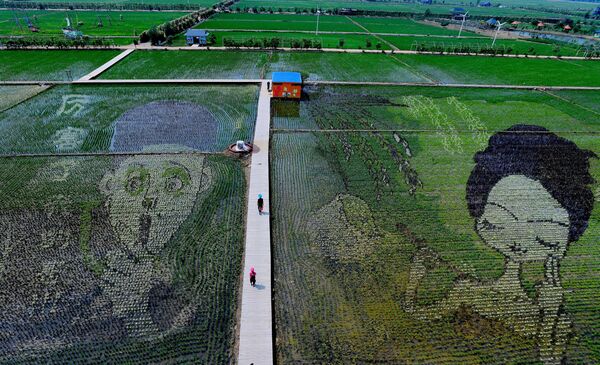 Картины на рисовых полях в Китае - Sputnik Кыргызстан