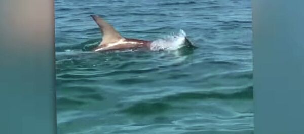 Жестокий бой акулы-молота с тарпоном снял на камеру очевидец - Sputnik Кыргызстан