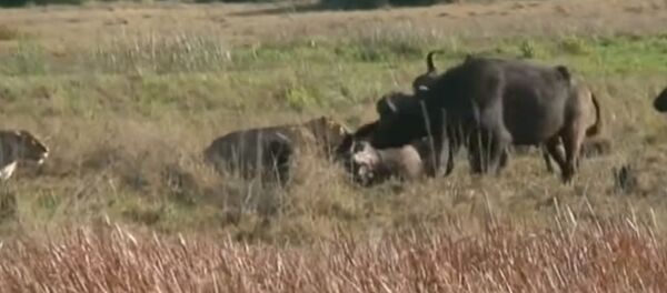 Не бросили на произвол судьбы — буйволы вырвали собрата из пасти львов. Видео - Sputnik Кыргызстан
