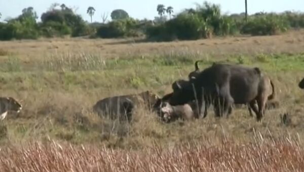 Не бросили на произвол судьбы — буйволы вырвали собрата из пасти львов. Видео - Sputnik Кыргызстан