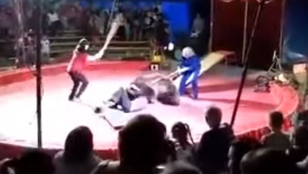 Медведь на глазах людей напал на дрессировщика. Видео - Sputnik Кыргызстан