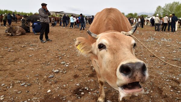Корова на скотном рынке. Архивное фото - Sputnik Кыргызстан