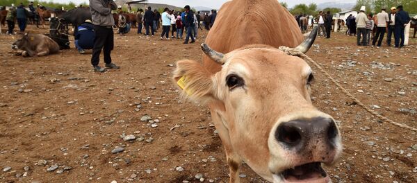 Мал базарда сатылып жаткан уй. Архив - Sputnik Кыргызстан
