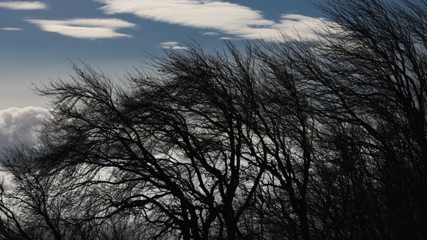 Деревья во время сильного ветра. Архивное фото  - Sputnik Кыргызстан