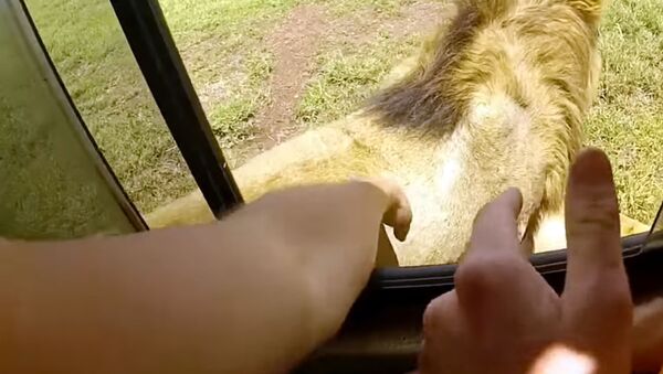 Погладил льва и едва не лишился руки — глупый поступок туриста попал на видео - Sputnik Кыргызстан