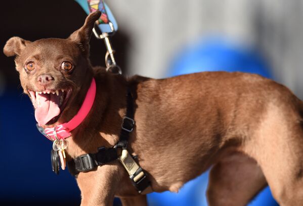 Ежегодный конкурс самых уродливых собак в Калифорнии - Sputnik Кыргызстан