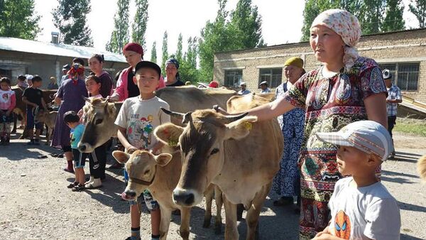 Малоимущим семьям в Аксы подарили по корове - Sputnik Кыргызстан