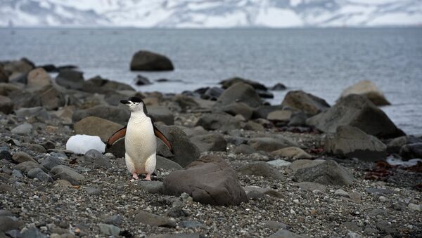 Антарктидадагы Ватерлоо аралындагы пингвин. Архив - Sputnik Кыргызстан