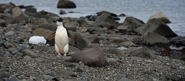 Антарктидадагы Ватерлоо аралындагы пингвин. Архив - Sputnik Кыргызстан