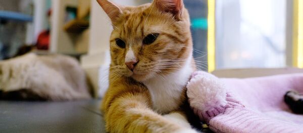 Кот. Архивное фото - Sputnik Кыргызстан