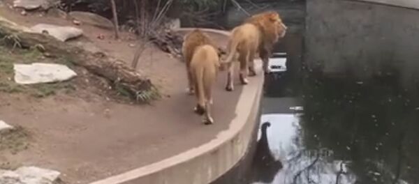 Кокустан көлмөгө түшүп кеткен арстан. Жылмайткан видео - Sputnik Кыргызстан