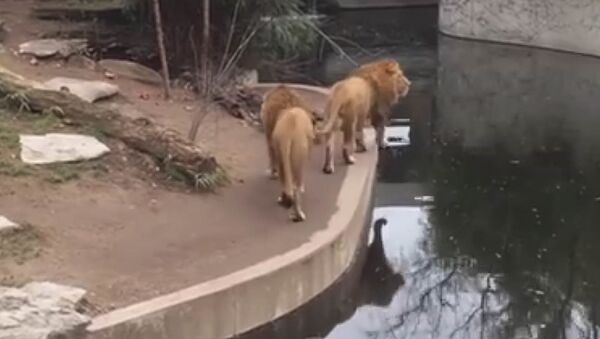 Лев, засмотревшись, провалился в пруд в зоопарке — смешное видео - Sputnik Кыргызстан